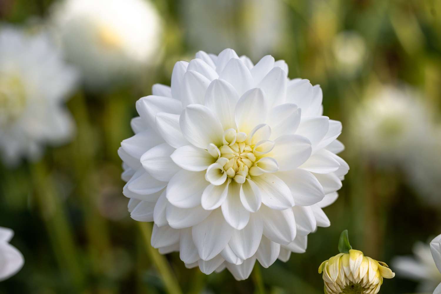 Dahlie 'Porcelain'